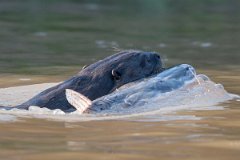 DPPhotography - Pantanal - Giant otter - E