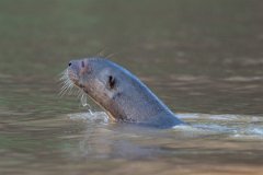 DPPhotography - Pantanal - Giant otter - H