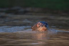 DPPhotography - Pantanal - Giant otter - I