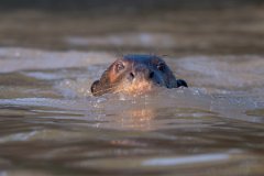 DPPhotography - Pantanal - Giant otter - L