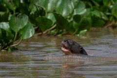 DPPhotography - Pantanal - Giant otter - M