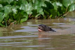 DPPhotography - Pantanal - Giant otter - O
