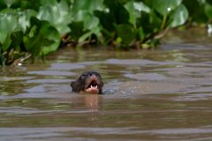 DPPhotography - Pantanal - Giant otter - P