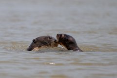 DPPhotography - Pantanal - Giant otter - Q