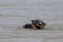 DPPhotography - Pantanal - Giant otter - R