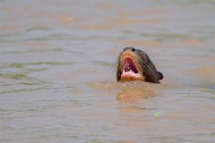 DPPhotography - Pantanal - Giant otter - W