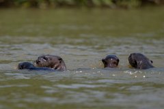 DPPhotography - Pantanal - Giant otter - X