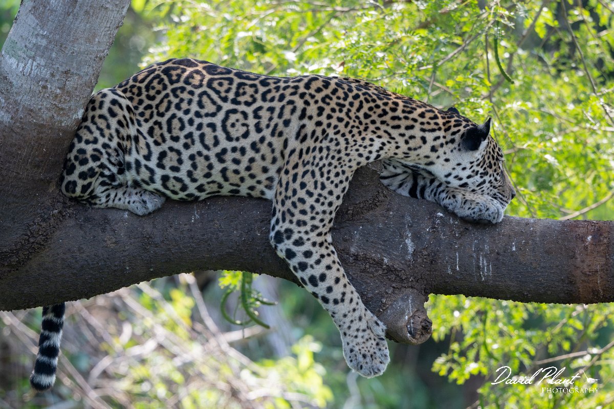 DPPhotography - Pantanal - Jaguar - A.jpg - Jaguar, Panthera onca, Amber - Rio São Lourenço, Pantanal, Brazil