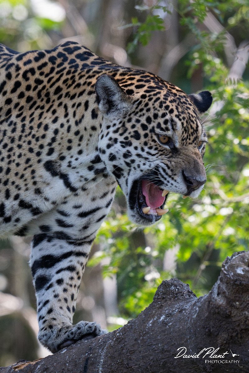 DPPhotography - Pantanal - Jaguar - AA.jpg - Jaguar, Panthera onca, Amber - Rio São Lourenço, Pantanal, Brazil