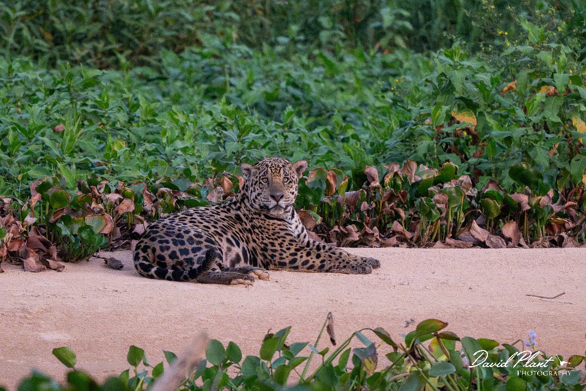 DPPhotography - Pantanal - Jaguar - AC.jpg - Jaguar, Panthera onca, Bruce - Rio São Lourenço, Pantanal, Brazil