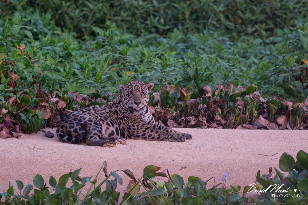 DPPhotography - Pantanal - Jaguar - AD.jpg - Jaguar, Panthera onca, Bruce - Rio São Lourenço, Pantanal, Brazil