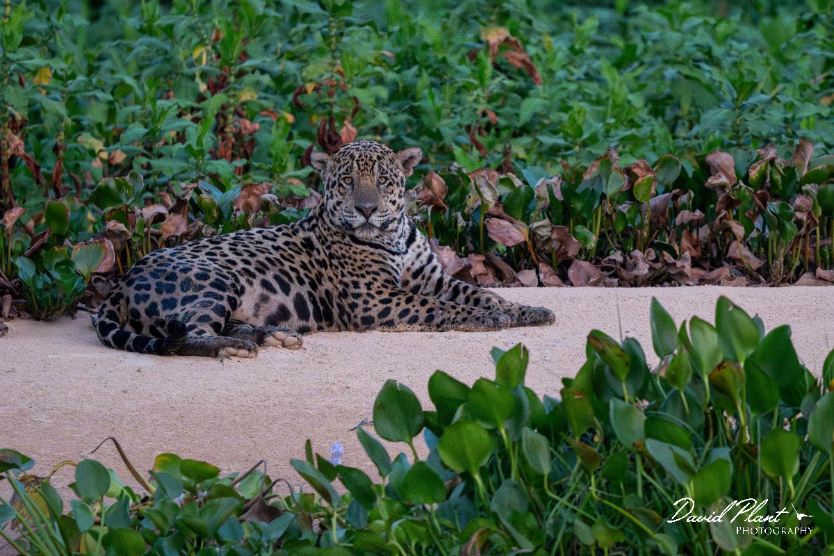DPPhotography - Pantanal - Jaguar - AF.jpg - Jaguar, Panthera onca, Bruce - Rio São Lourenço, Pantanal, Brazil