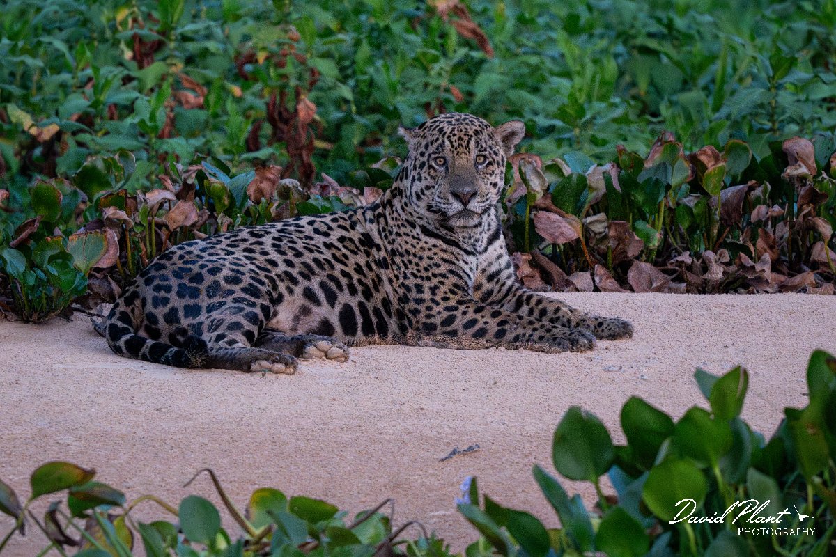 DPPhotography - Pantanal - Jaguar - AG.jpg - Jaguar, Panthera onca, Bruce - Rio São Lourenço, Pantanal, Brazil