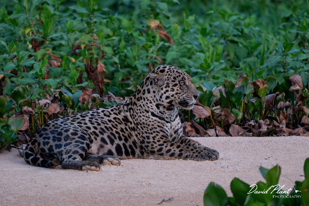 DPPhotography - Pantanal - Jaguar - AH.jpg - Jaguar, Panthera onca, Bruce - Rio São Lourenço, Pantanal, Brazil