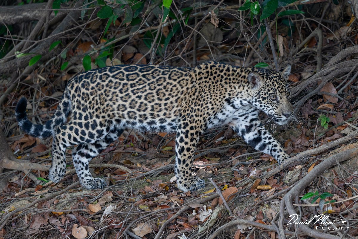 DPPhotography - Pantanal - Jaguar - AI.jpg - Jaguar, Panthera onca, Junior or Lucy - RIo Piquiri, Pantanal, Brazil