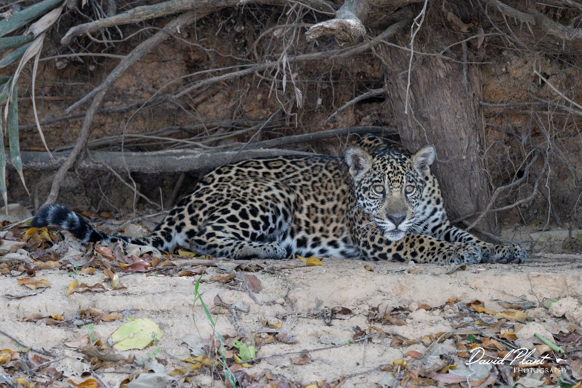DPPhotography - Pantanal - Jaguar - AJ.jpg - Jaguar, Panthera onca, Junior or Lucy - RIo Piquiri, Pantanal, Brazil