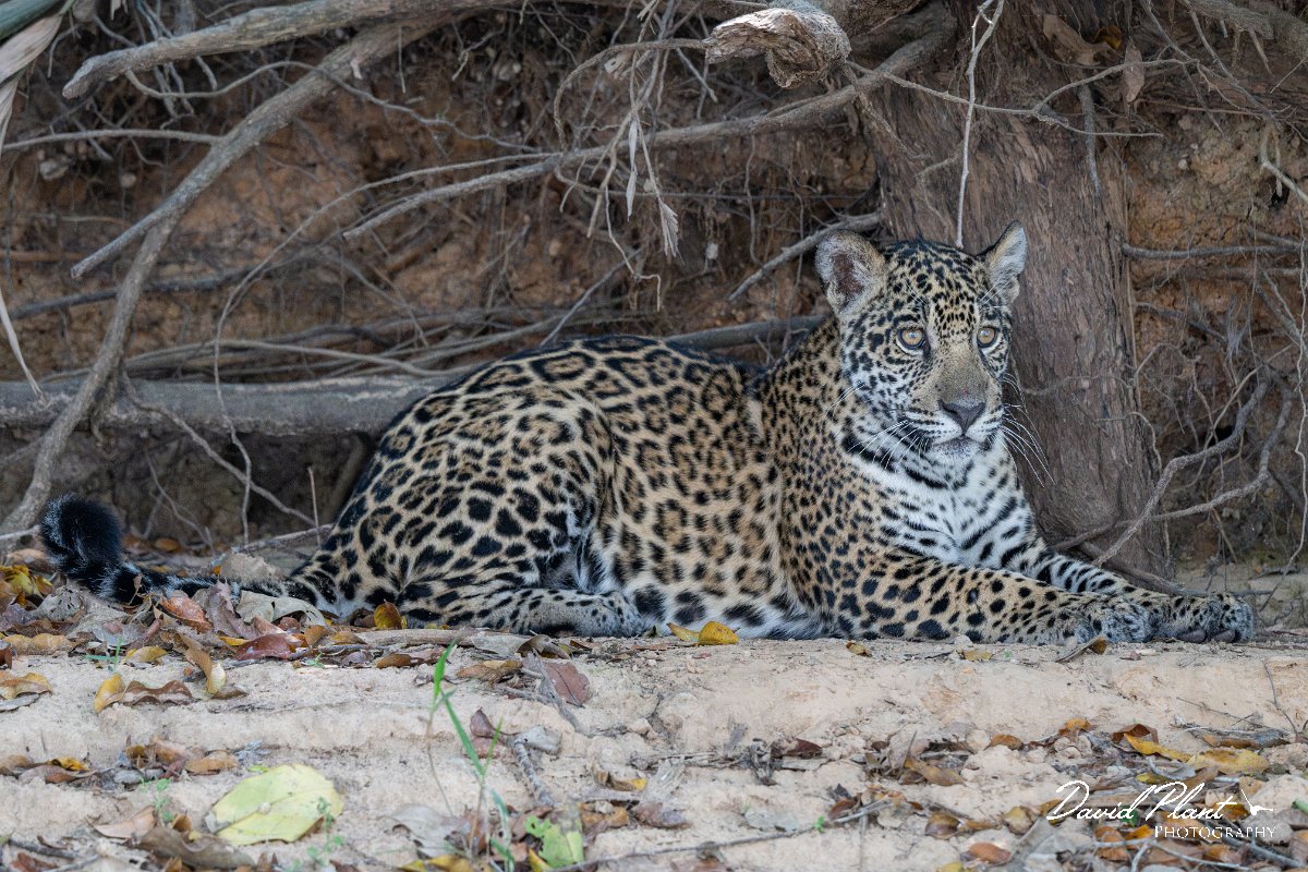 DPPhotography - Pantanal - Jaguar - AK.jpg - Jaguar, Panthera onca, Junior or Lucy - RIo Piquiri, Pantanal, Brazil