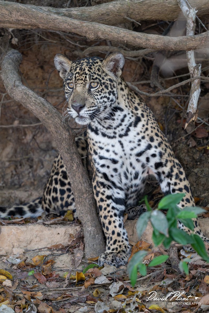 DPPhotography - Pantanal - Jaguar - AL.jpg - Jaguar, Panthera onca, Junior or Lucy - RIo Piquiri, Pantanal, Brazil