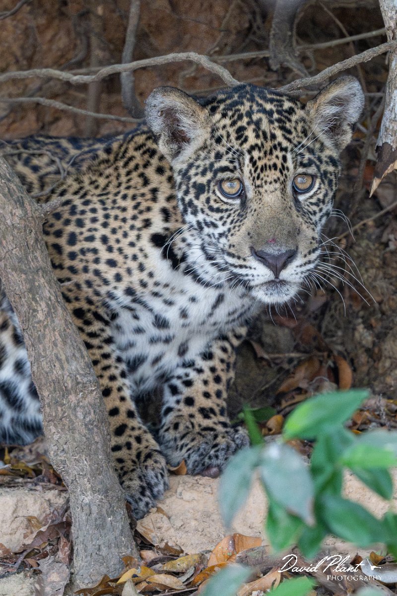 DPPhotography - Pantanal - Jaguar - AM.jpg - Jaguar, Panthera onca, Junior or Lucy - RIo Piquiri, Pantanal, Brazil