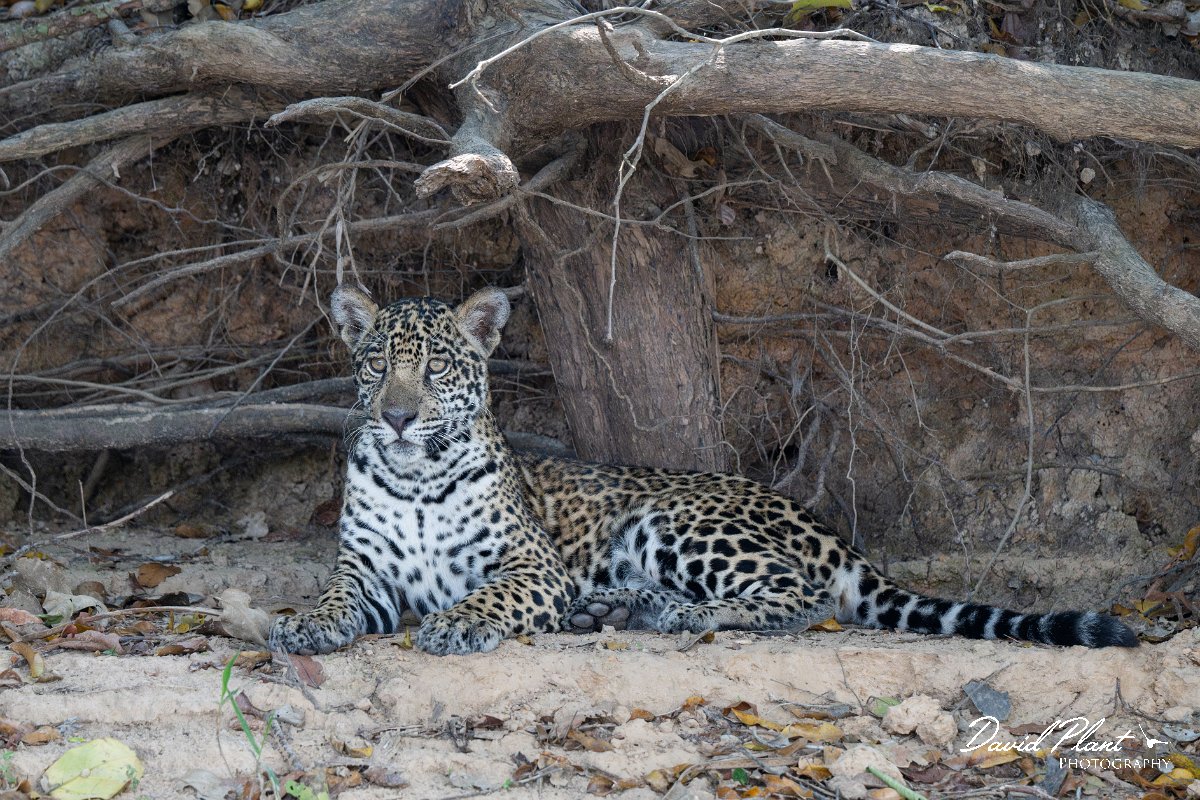 DPPhotography - Pantanal - Jaguar - AO.jpg - Jaguar, Panthera onca, Junior or Lucy - RIo Piquiri, Pantanal, Brazil