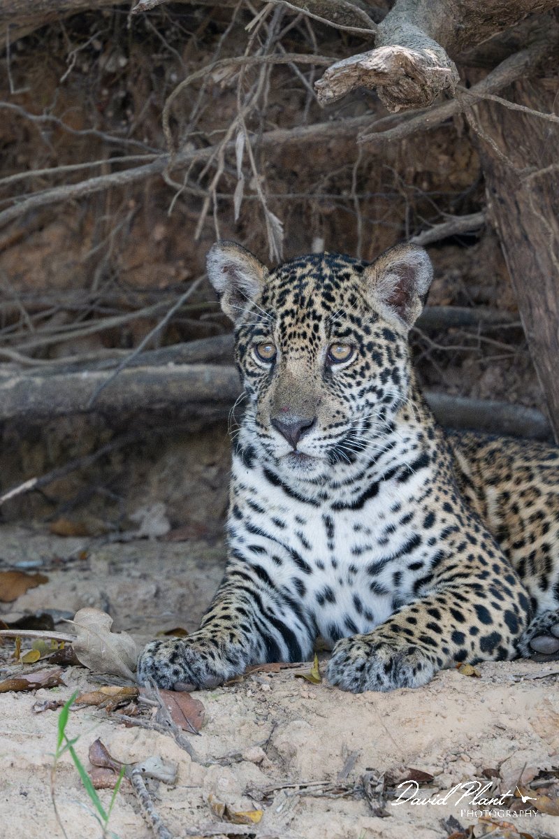 DPPhotography - Pantanal - Jaguar - AP.jpg - Jaguar, Panthera onca, Junior or Lucy - RIo Piquiri, Pantanal, Brazil