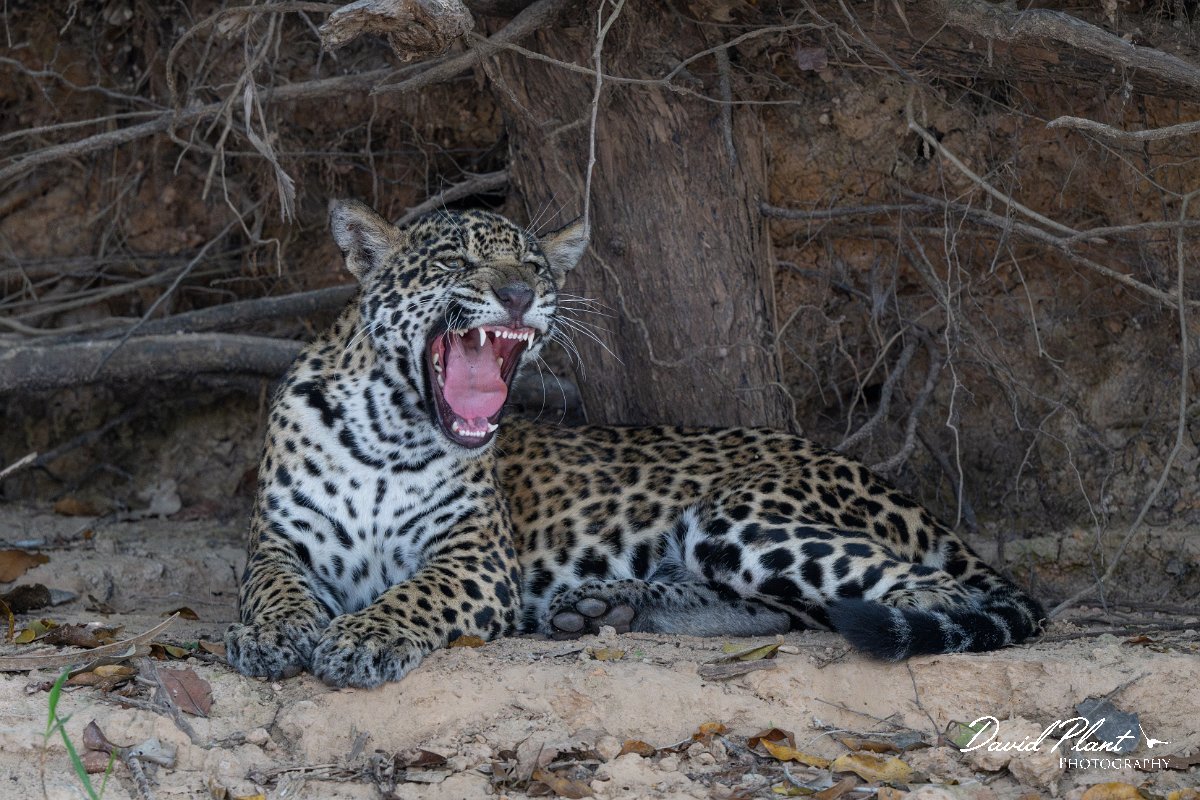 DPPhotography - Pantanal - Jaguar - AQ.jpg - Jaguar, Panthera onca, Junior or Lucy - RIo Piquiri, Pantanal, Brazil