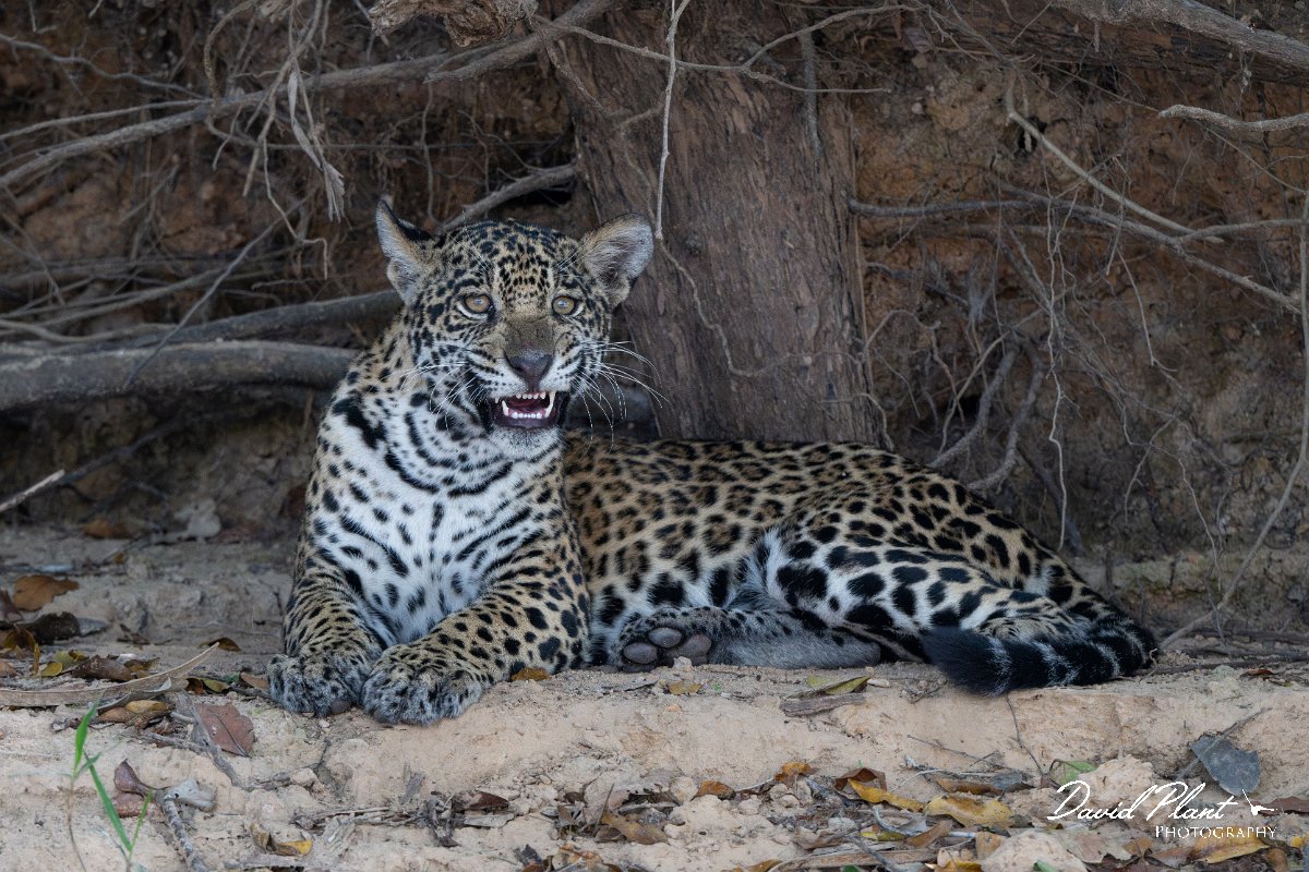 DPPhotography - Pantanal - Jaguar - AR.jpg - Jaguar, Panthera onca, Junior or Lucy - RIo Piquiri, Pantanal, Brazil