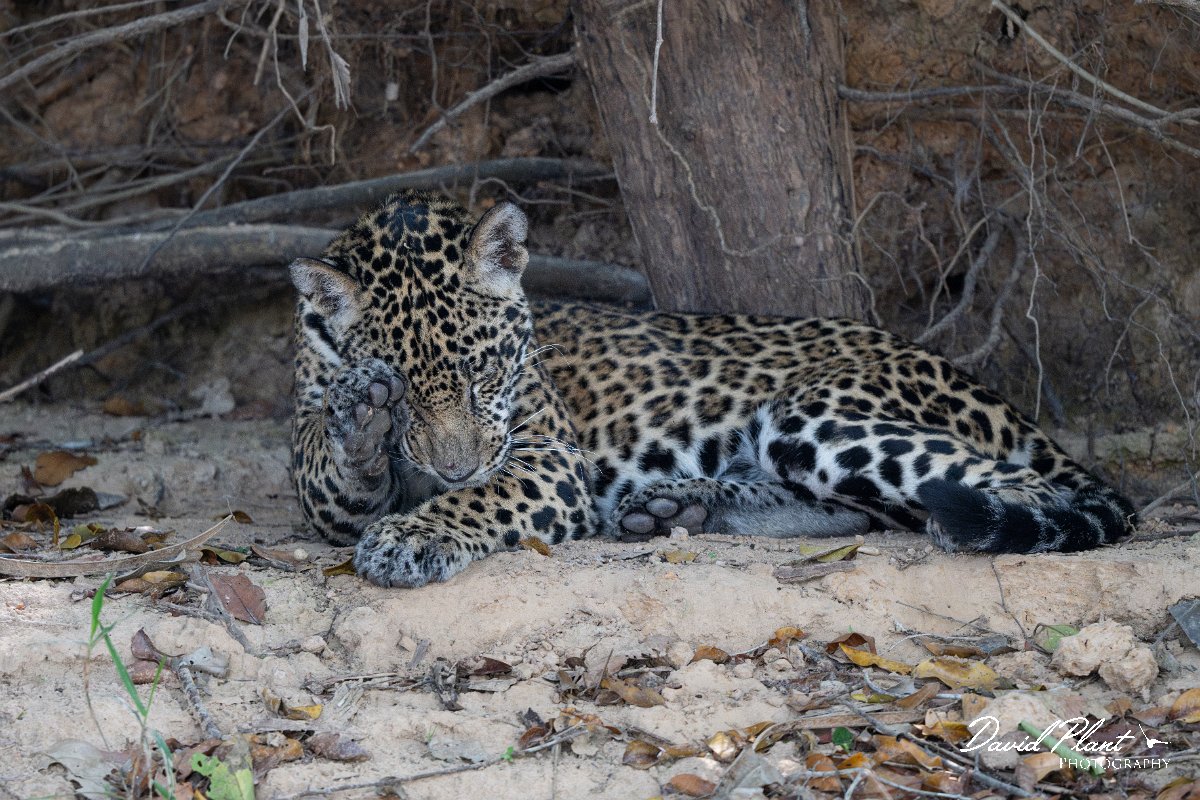 DPPhotography - Pantanal - Jaguar - AS.jpg - Jaguar, Panthera onca, Junior or Lucy - RIo Piquiri, Pantanal, Brazil