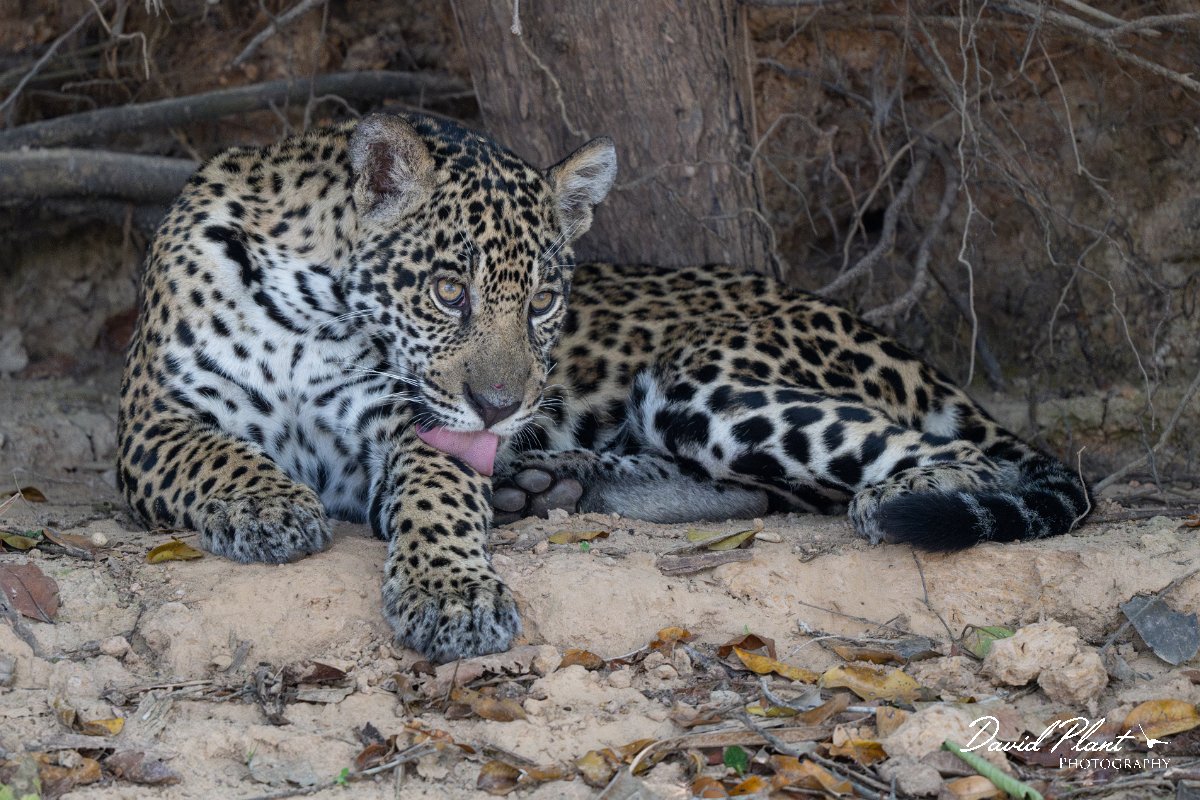 DPPhotography - Pantanal - Jaguar - AT.jpg - Jaguar, Panthera onca, Junior or Lucy - RIo Piquiri, Pantanal, Brazil