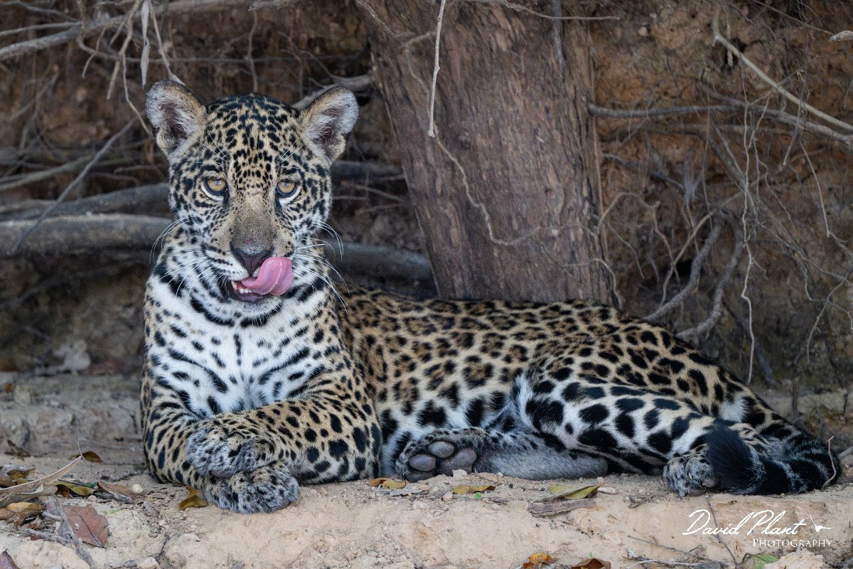 DPPhotography - Pantanal - Jaguar - AU.jpg - Jaguar, Panthera onca, Junior or Lucy - RIo Piquiri, Pantanal, Brazil