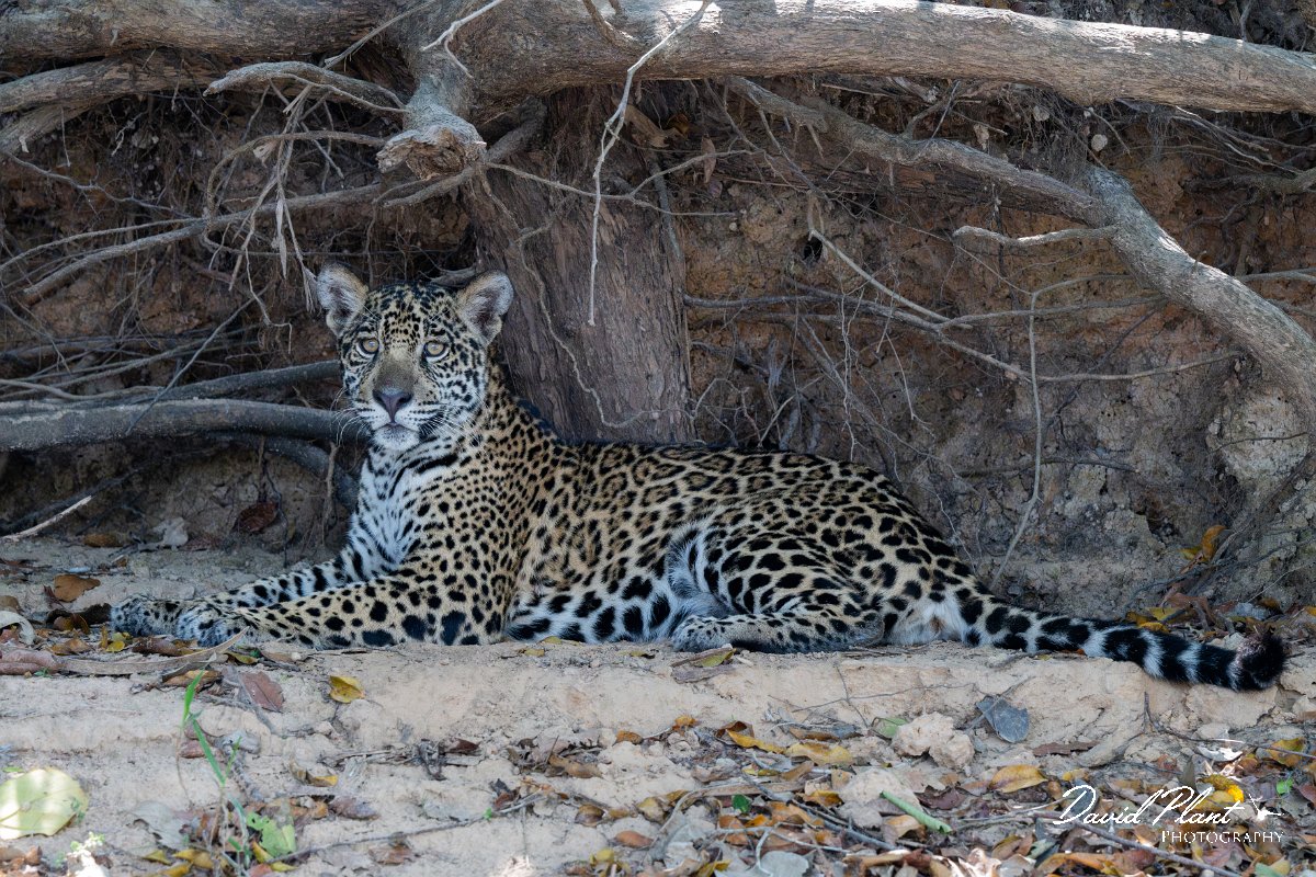 DPPhotography - Pantanal - Jaguar - AW.jpg - Jaguar, Panthera onca, Junior or Lucy - RIo Piquiri, Pantanal, Brazil