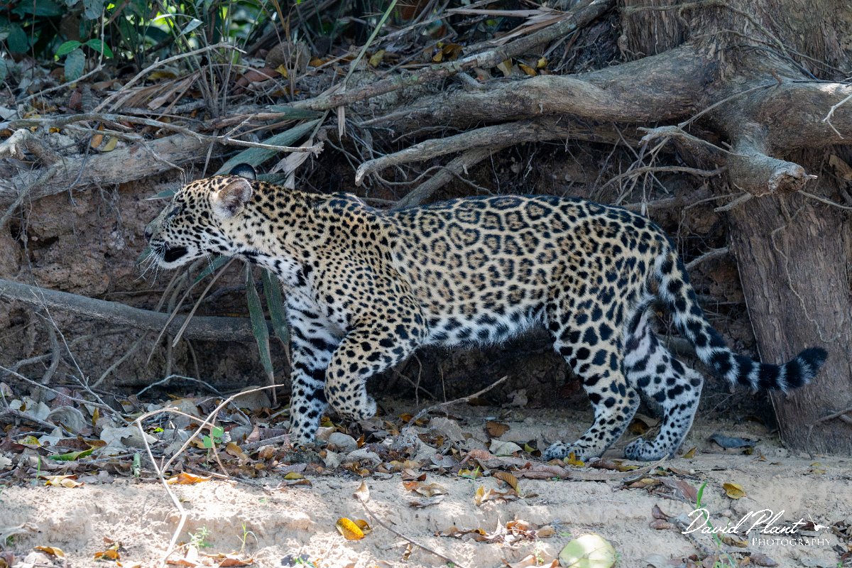 DPPhotography - Pantanal - Jaguar - AX.jpg - Jaguar, Panthera onca, Junior or Lucy - RIo Piquiri, Pantanal, Brazil