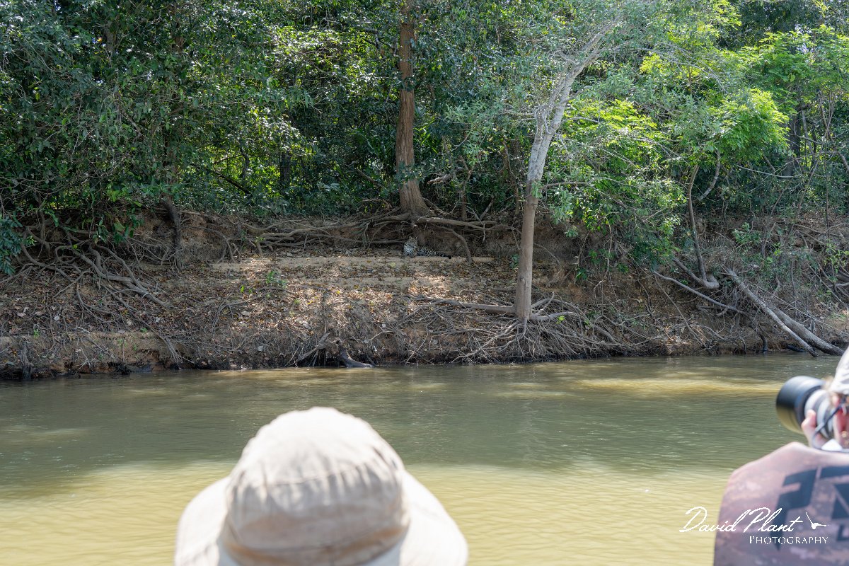 DPPhotography - Pantanal - Jaguar - AY.jpg - Jaguar, Panthera onca, Junior or Lucy - RIo Piquiri, Pantanal, Brazil