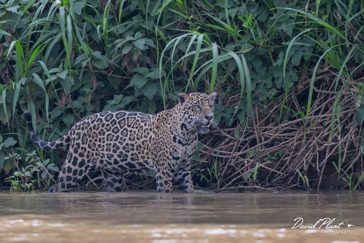 DPPhotography - Pantanal - Jaguar - AZ.jpg - Jaguar, Panthera onca, Ophelia - Rio São Lourenço, Pantanal, Brazil