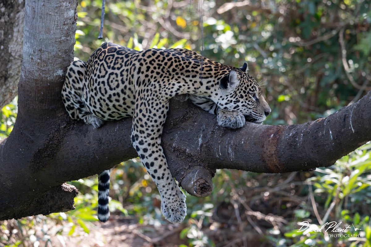 DPPhotography - Pantanal - Jaguar - B.jpg - Jaguar, Panthera onca, Amber - Rio São Lourenço, Pantanal, Brazil