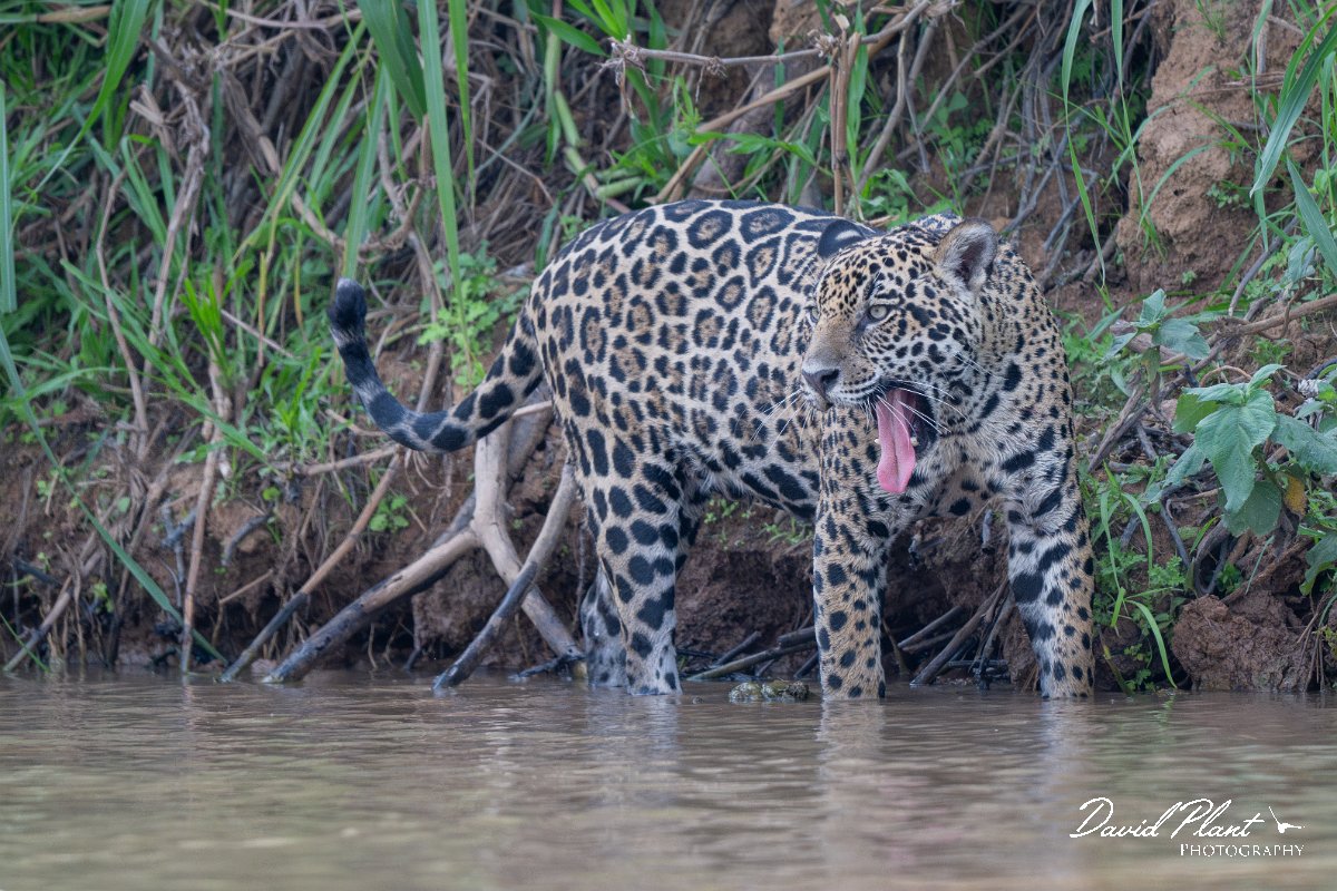 DPPhotography - Pantanal - Jaguar - BA.jpg - Jaguar, Panthera onca, Ophelia - Rio São Lourenço, Pantanal, Brazil