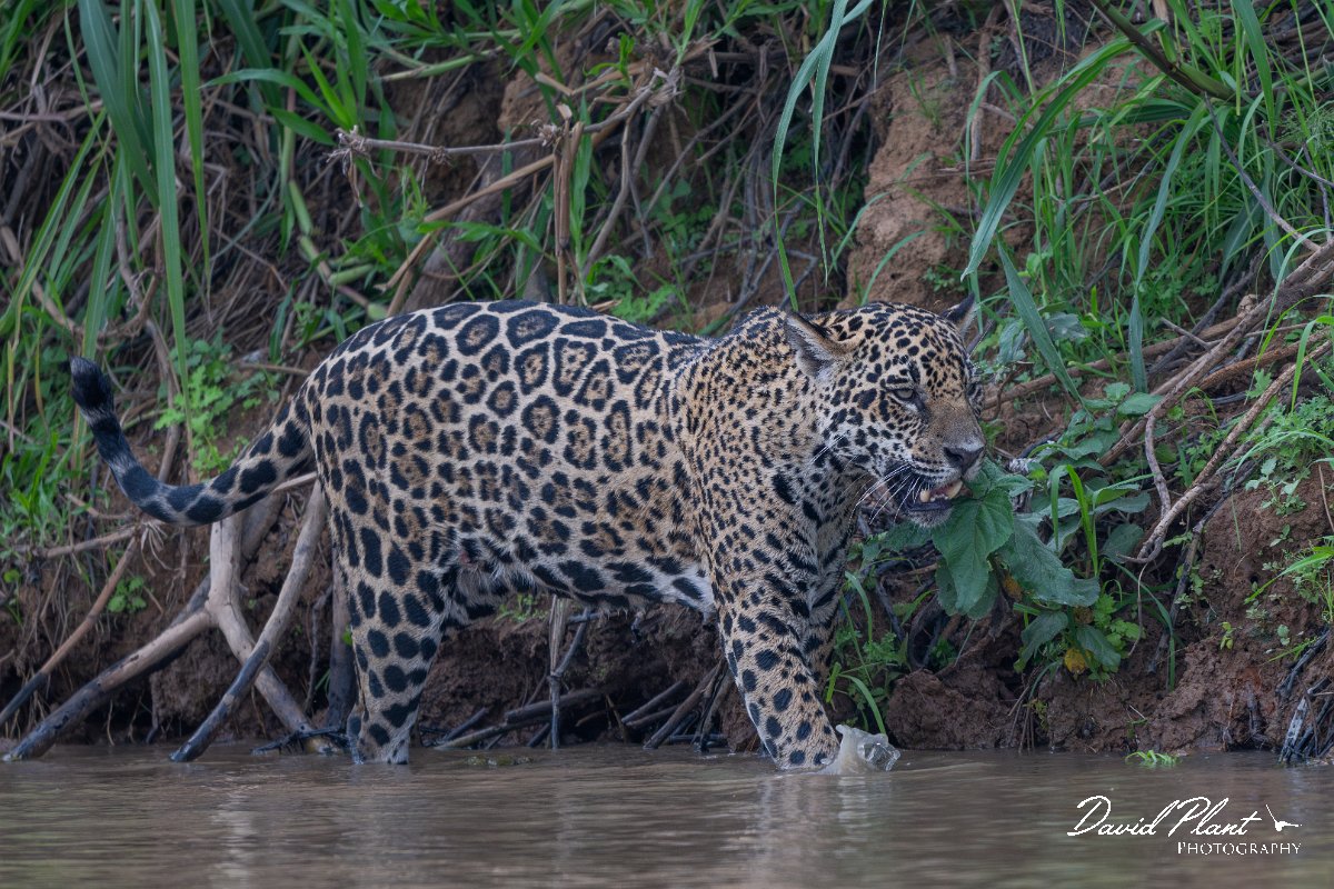 DPPhotography - Pantanal - Jaguar - BB.jpg - Jaguar, Panthera onca, Ophelia - Rio São Lourenço, Pantanal, Brazil