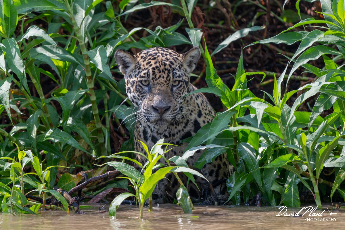DPPhotography - Pantanal - Jaguar - BC.jpg - Jaguar, Panthera onca, Ophelia - Rio São Lourenço, Pantanal, Brazil