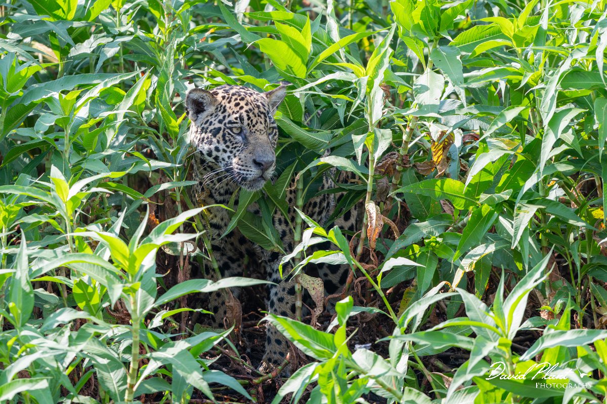 DPPhotography - Pantanal - Jaguar - BD.jpg - Jaguar, Panthera onca, Ophelia - Rio São Lourenço, Pantanal, Brazil