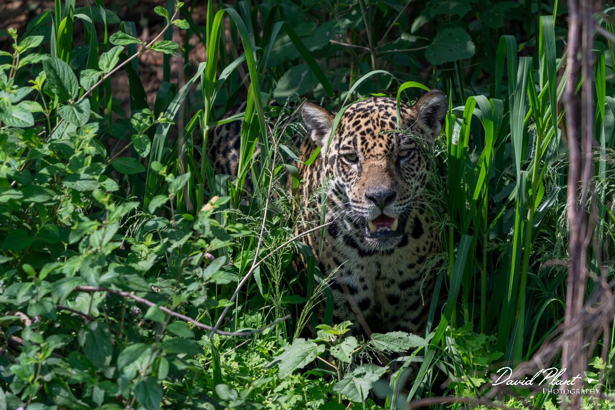 DPPhotography - Pantanal - Jaguar - BE.jpg - Jaguar, Panthera onca, Ophelia - Rio São Lourenço, Pantanal, Brazil