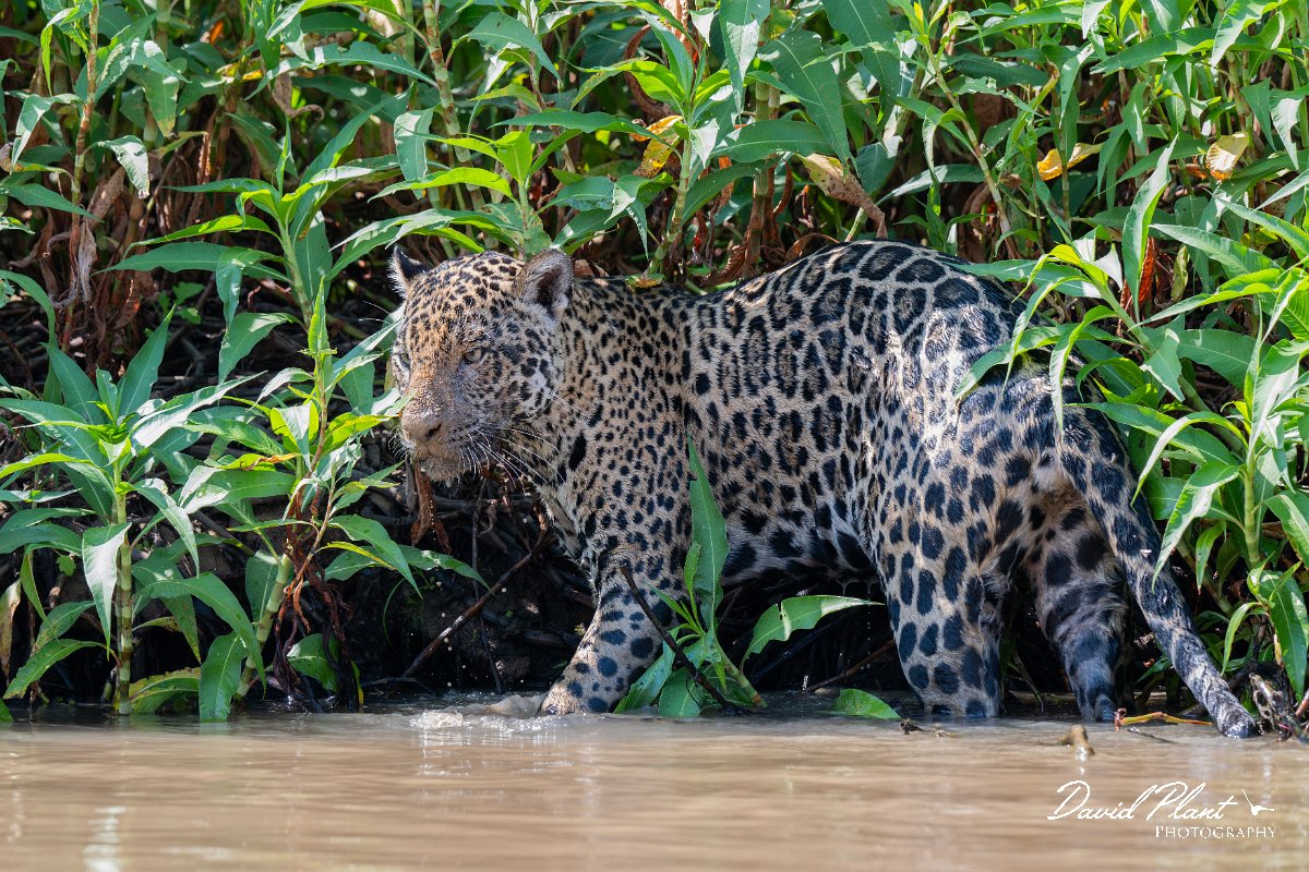 DPPhotography - Pantanal - Jaguar - BG.jpg - Jaguar, Panthera onca, Ophelia - Rio São Lourenço, Pantanal, Brazil