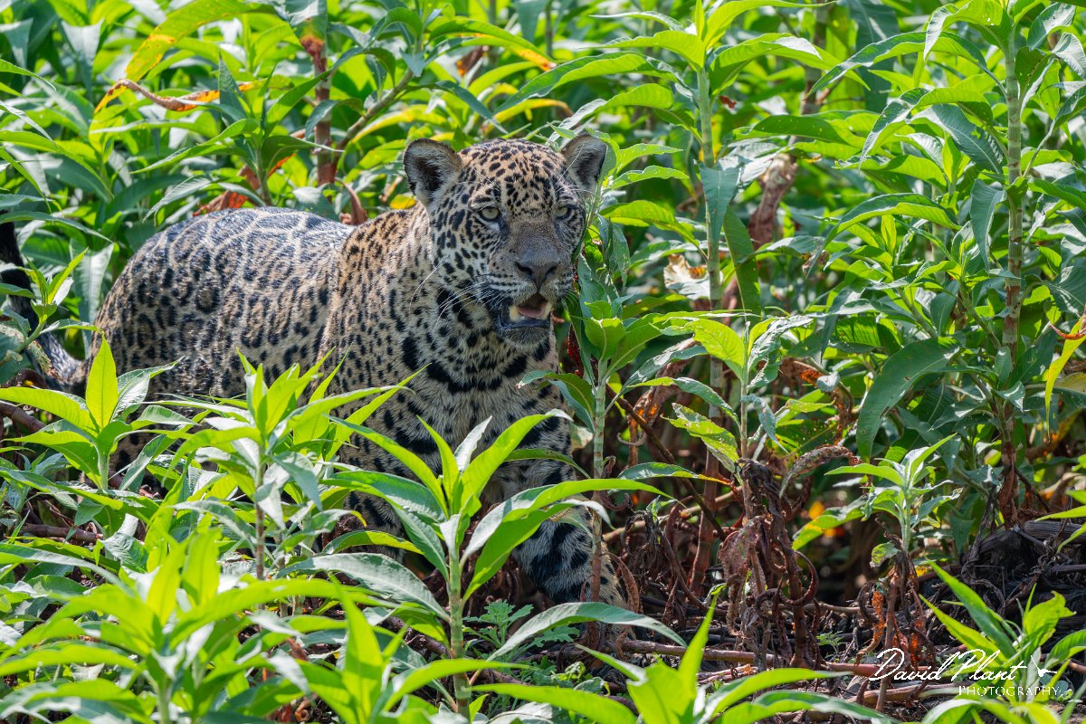 DPPhotography - Pantanal - Jaguar - BI.jpg - Jaguar, Panthera onca, Ophelia - Rio São Lourenço, Pantanal, Brazil