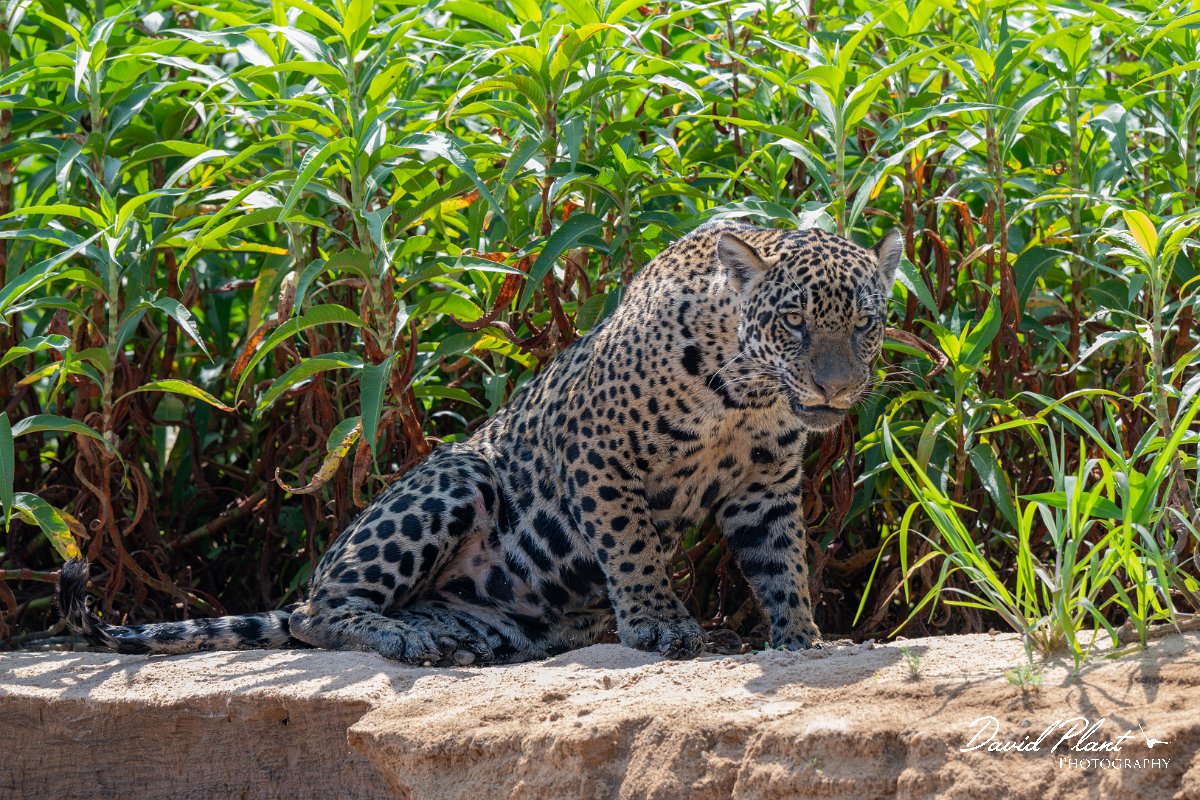 DPPhotography - Pantanal - Jaguar - BL.jpg - Jaguar, Panthera onca, Ophelia - Rio São Lourenço, Pantanal, Brazil