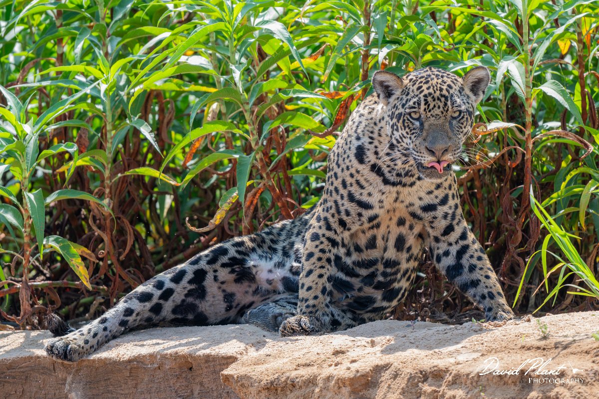 DPPhotography - Pantanal - Jaguar - BO.jpg - Jaguar, Panthera onca, Ophelia - Rio São Lourenço, Pantanal, Brazil
