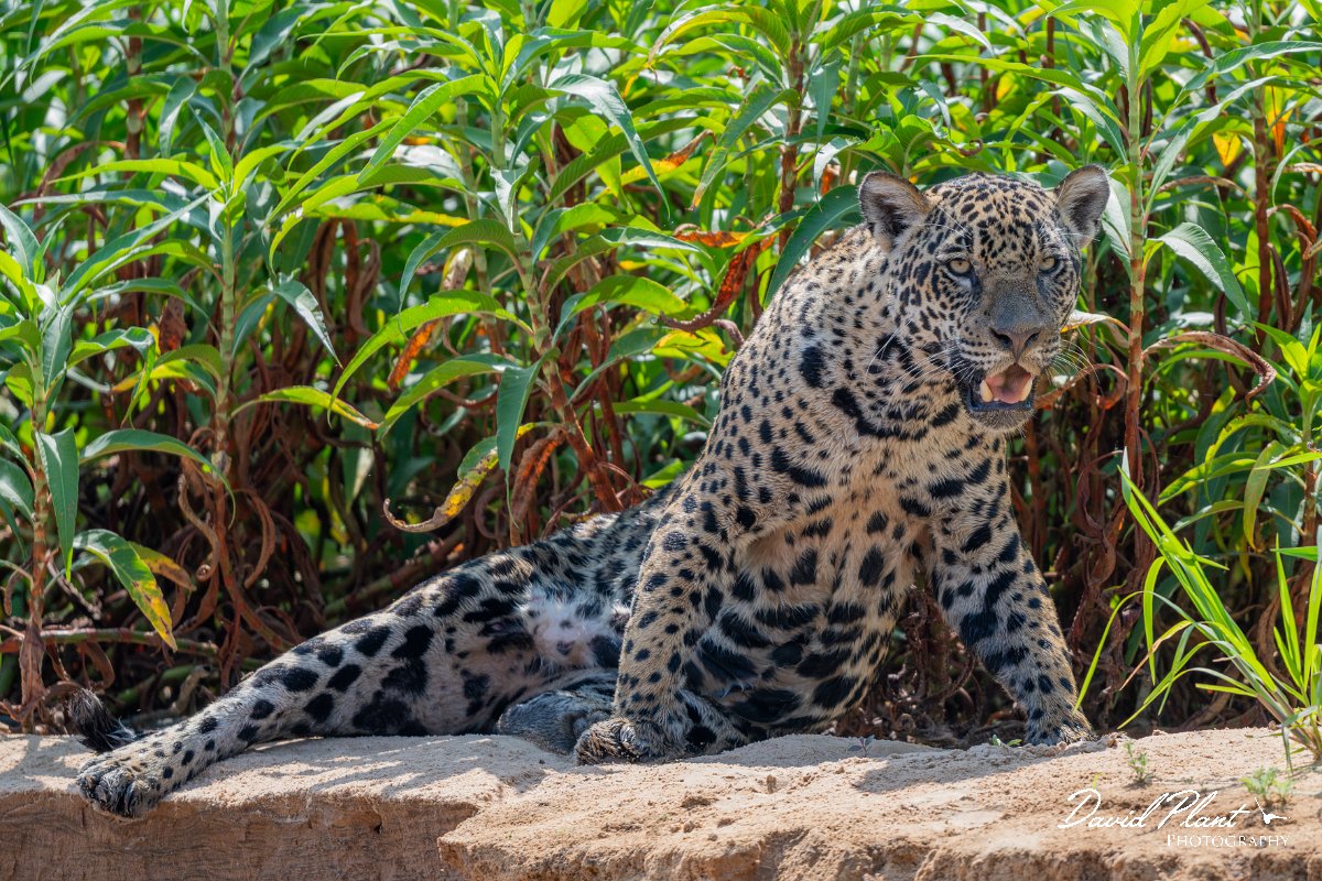 DPPhotography - Pantanal - Jaguar - BP.jpg - Jaguar, Panthera onca, Ophelia - Rio São Lourenço, Pantanal, Brazil