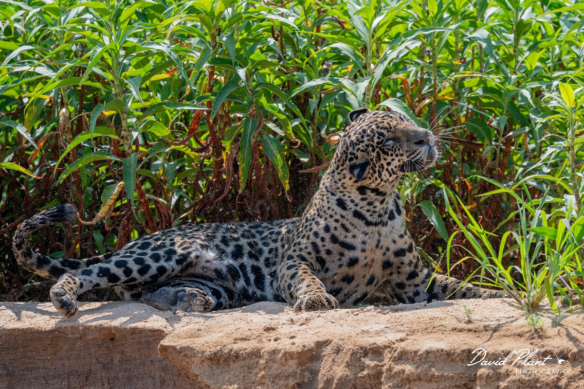 DPPhotography - Pantanal - Jaguar - BQ.jpg - Jaguar, Panthera onca, Ophelia - Rio São Lourenço, Pantanal, Brazil
