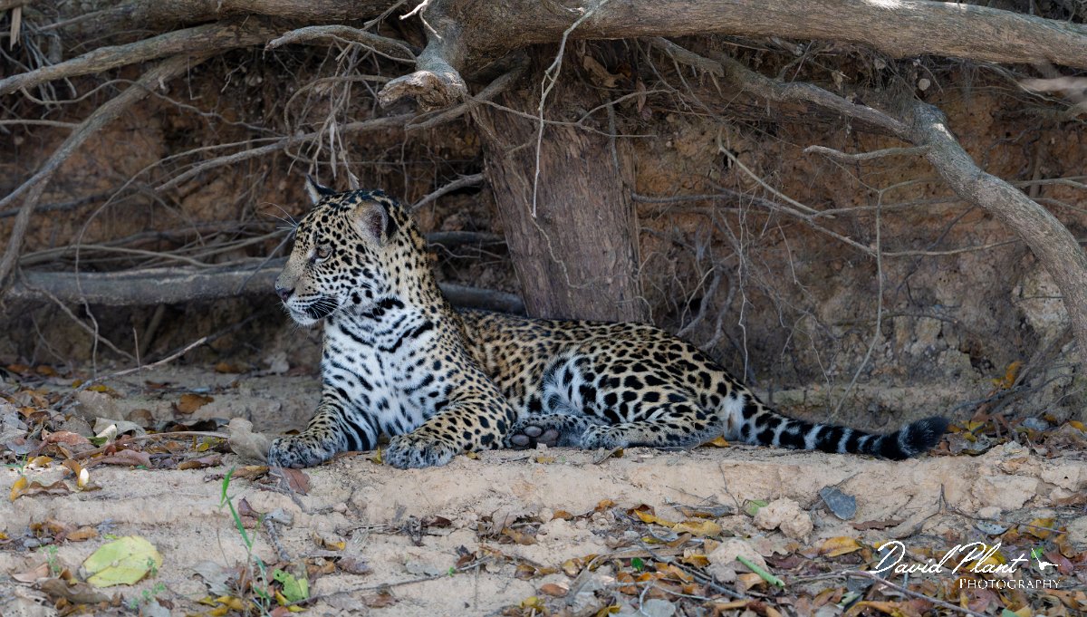 DPPhotography - Pantanal - Jaguar - BS.jpg - Jaguar, Panthera onca, Junior or Lucy - RIo Piquiri, Pantanal, Brazil
