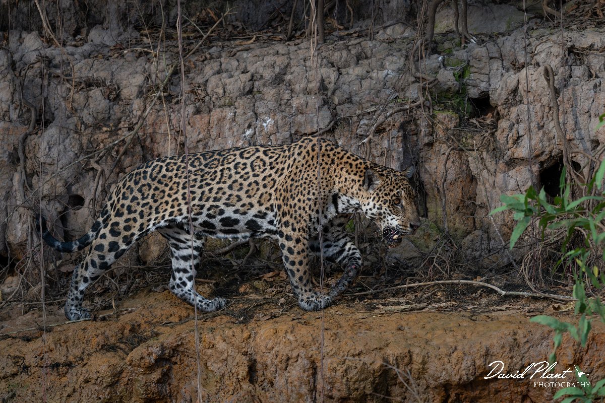 DPPhotography - Pantanal - Jaguar - BU.jpg - Jaguar, Panthera onca, Tina - Rio São Lourenço, Pantanal, Brazil