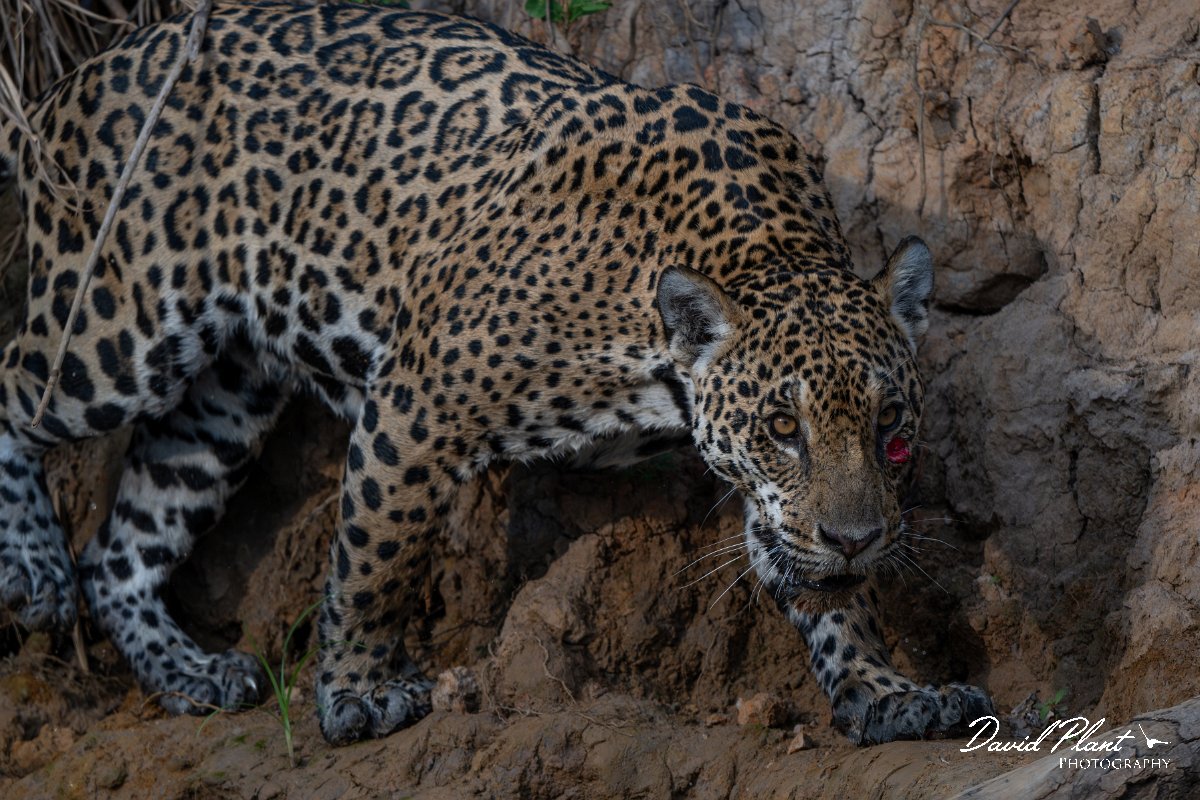 DPPhotography - Pantanal - Jaguar - BV.jpg - Jaguar, Panthera onca, Tina - Rio São Lourenço, Pantanal, Brazil
