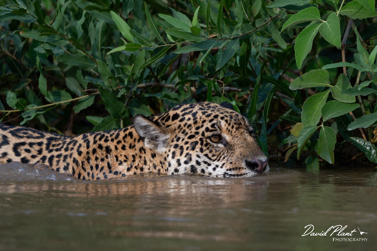 DPPhotography - Pantanal - Jaguar - BW.jpg - Jaguar, Panthera onca, Tina - Rio São Lourenço, Pantanal, Brazil